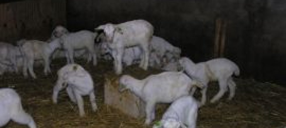 Opfok geitenlammeren, bron: Wageningen UR Livestock Research