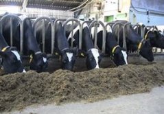 Koeien aan het voerhek, bron: Wageningen UR Livestock Research