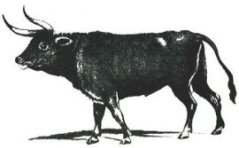 Onthoornen, bron: 'De koe en haar hoorns', 2009
