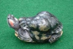 Schildpad met rachitis, bron: Stichting Schildpad