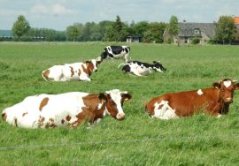 Koeien in wei, bron: Marcel van Oijen