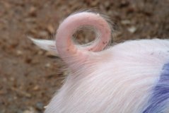 De krul moet terug in de varkensstaart, bron: Wageningen UR Livestock Research