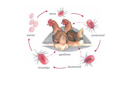 De levenscyclus van bloedluis (vogelmijt), bron: Kipsignalen